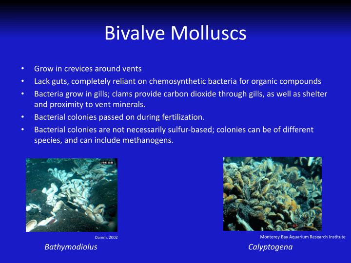 chemosynthesis sulfur bacteria chemosynthesis sulfur bacteria