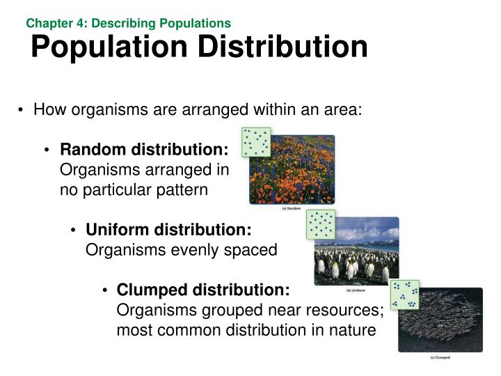 Most Common Dispersion Pattern In Nature | ppt fixing a hole in the sky powerpoint presentation Most Common Dispersion Pattern In Nature | ppt fixing a hole in the sky powerpoint presentation
