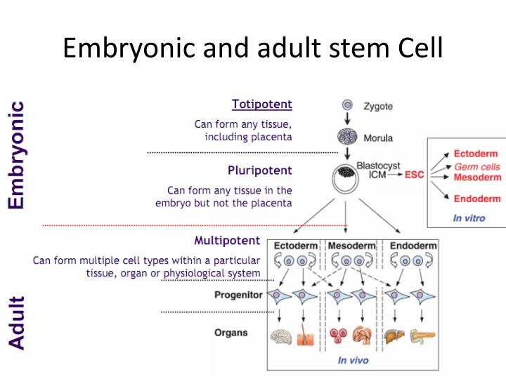 Embryonic And Adult Stem Cells 76