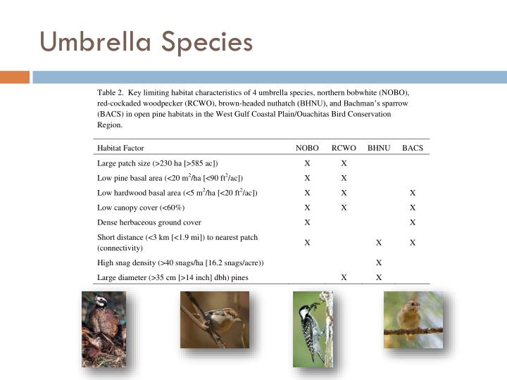 umbrella species umbrella species
