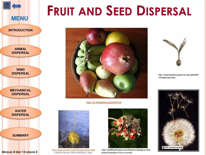 PPT Fruit and Seed Dispersal PowerPoint Presentation ID1561303