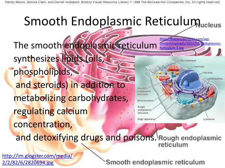PPT Organelle Presentations PowerPoint Presentation ID