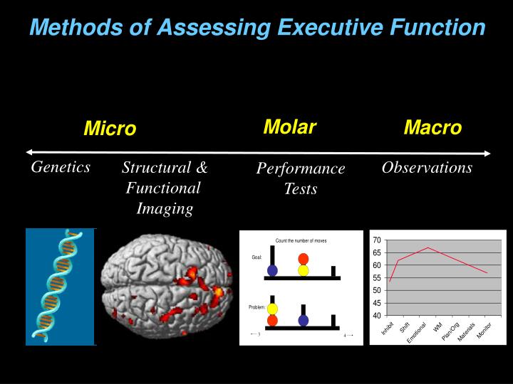 PPT Neuroscience of Executive Functions Implications for Assessment