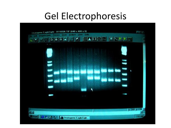 electrophoreses using electricity to separate molecules Electrophoresis is a chromatography technique by which a mixture of charged molecules is separated according to size when placed in an electric field. electrophoreses using electricity to separate molecules Electrophoresis is a chromatography technique by which a mixture of charged molecules is separated according to size when placed in an electric field.