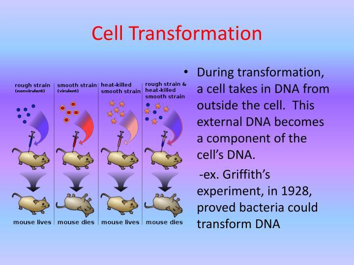 PPT - Genetic Engineering PowerPoint Presentation - ID:1605701