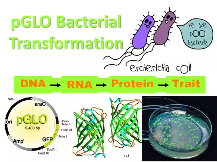 bacterial transformation with pglo essay Lab report 2 bacterial transformation bacterial transformation lab introduction: ap bio pglo transformation formal lab report essay. bacterial transformation with pglo essay Lab report 2 bacterial transformation bacterial transformation lab introduction: ap bio pglo transformation formal lab report essay.