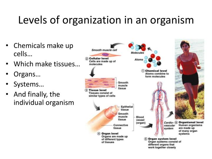 the first level of organization in an organism is a
