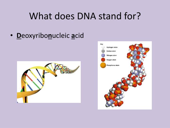PPT DNA Deoxyribose Nucleic Acid The Genetic Material PowerPoint 