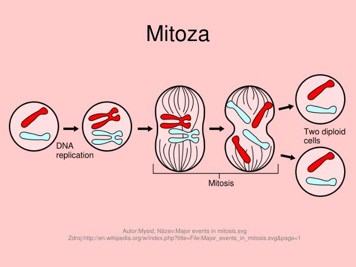 mitoza andkon mitoza andkon