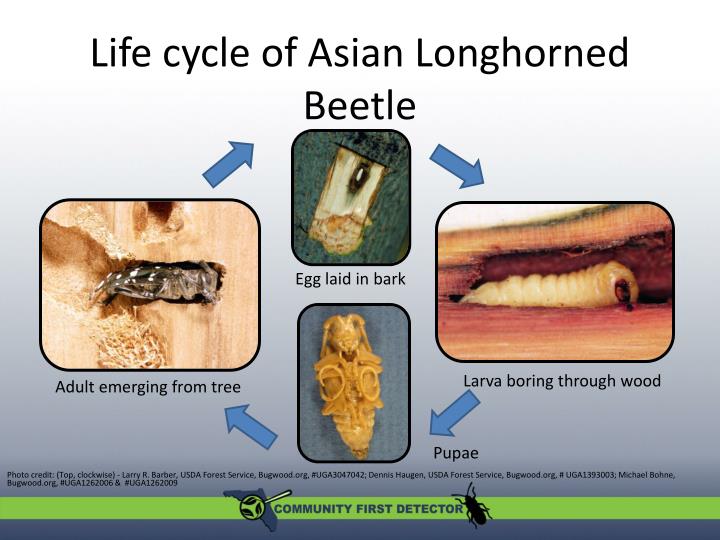 Asian Longhorned Beetle Life Cycle 85