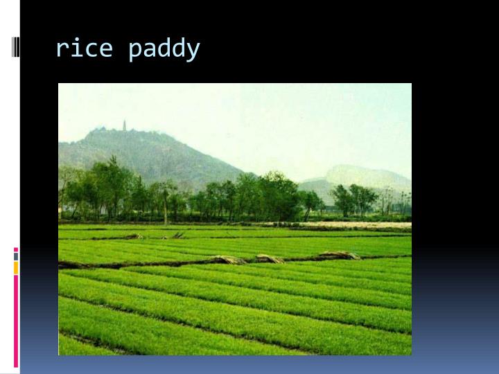 PPT “Stop the Sun” by Gary Paulsen PowerPoint Presentation ID1701374