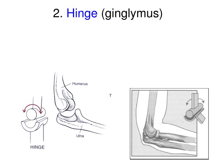 PPT - Joints of the Human Body PowerPoint Presentation - ID:1701928