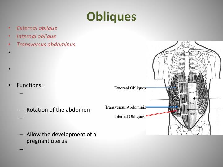 internal oblique travell and simons internal oblique travell and simons