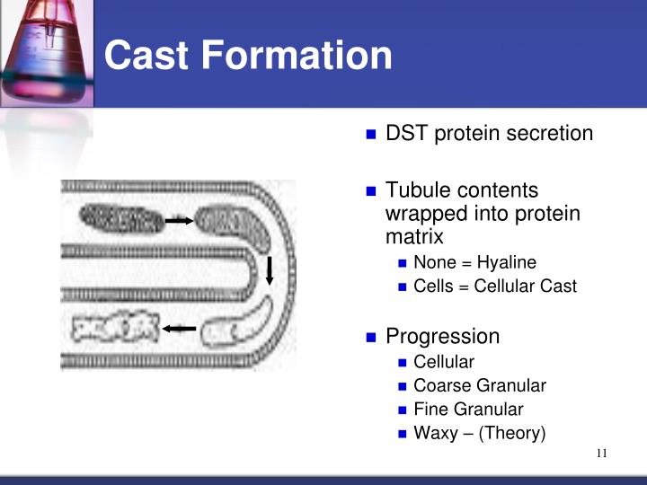 PPT Urine Sediment Identification PowerPoint Presentation ID1719503