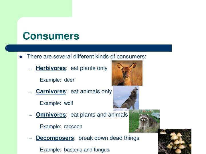 PPT Introduction to Ecosystems PowerPoint Presentation