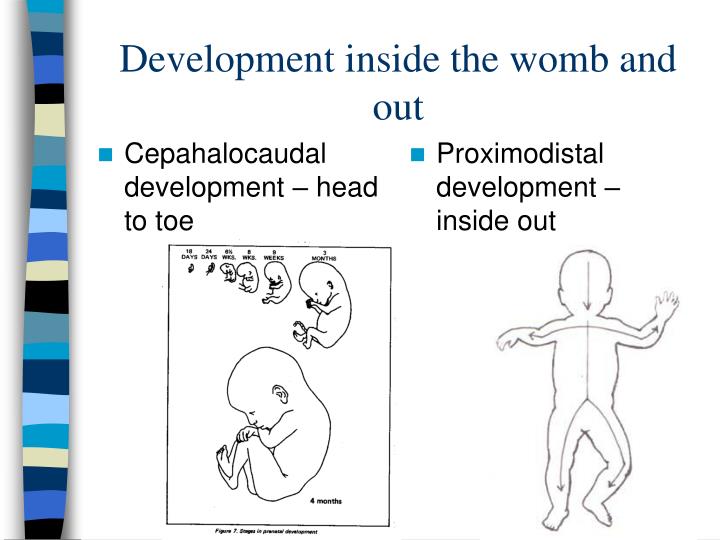 PPT Physical Development in Infancy PowerPoint Presentation ID1723157