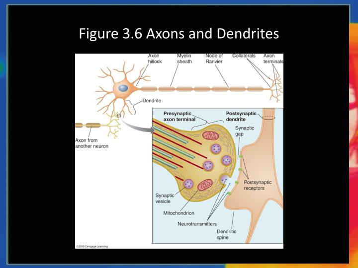 dendrite vs axon dendrite vs axon