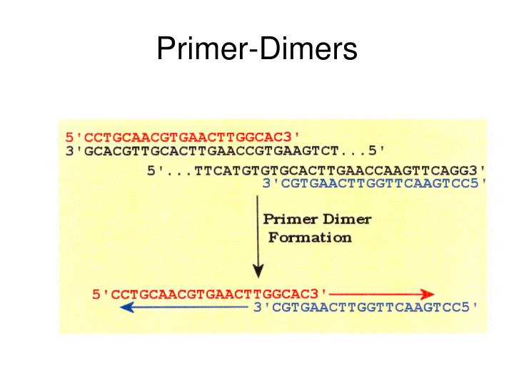 PPT Polymerase Chain Reaction PowerPoint Presentation ID1725039