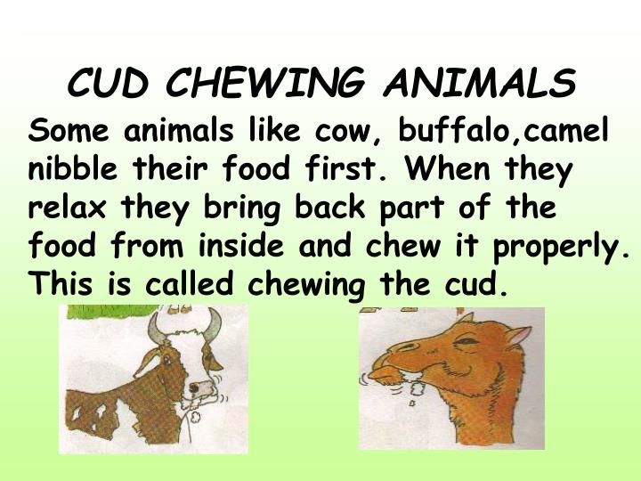 PPT LIVING WORLD OF ANIMALS PowerPoint Presentation ID1744181