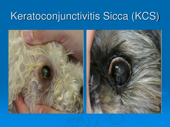 PPT - Ophthalmic and Otic Medications PowerPoint Presentation - ID:1750110