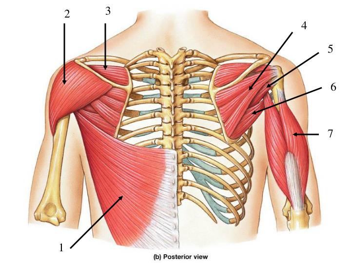 PPT - Unlabeled Pictures Pectoral Girdle and Upper Extremity PowerPoint