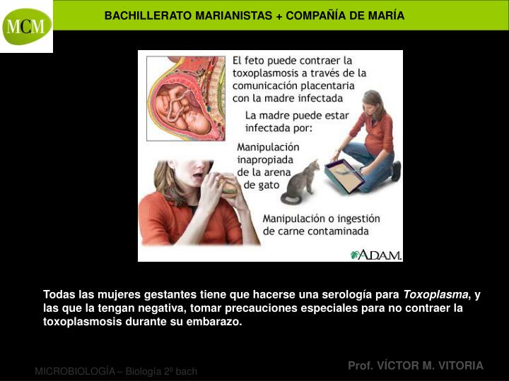 Los corazones como los parásitos