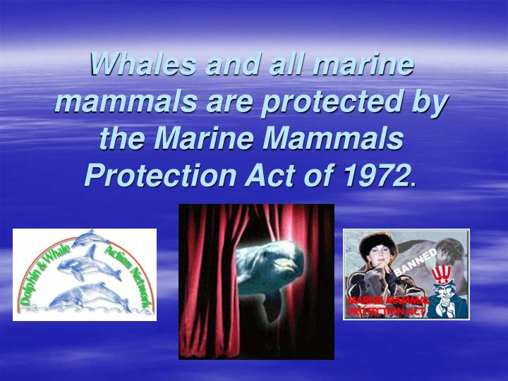 the marine mammal protection act Final request for letter of authorization under section 101(a)(5)(a) of the marine mammal protection act incidental to undersea warfare training range activities. the marine mammal protection act Final request for letter of authorization under section 101(a)(5)(a) of the marine mammal protection act incidental to undersea warfare training range activities.