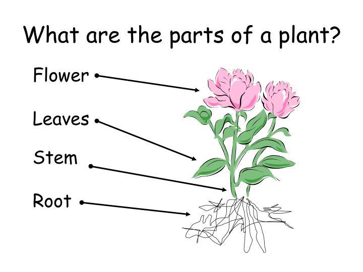 plant websites for elementary students