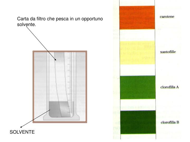 Quello che per vegetale stesso verde e pelle di decoloranti