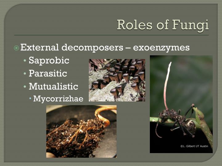 ppt-fungi-powerpoint-presentation-id-1820032