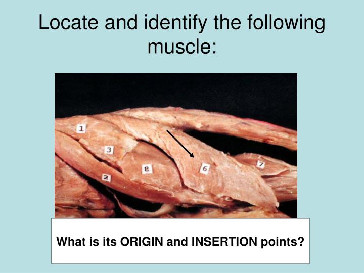 PPT Sample Mink Dissection Quiz PowerPoint Presentation ID1820956