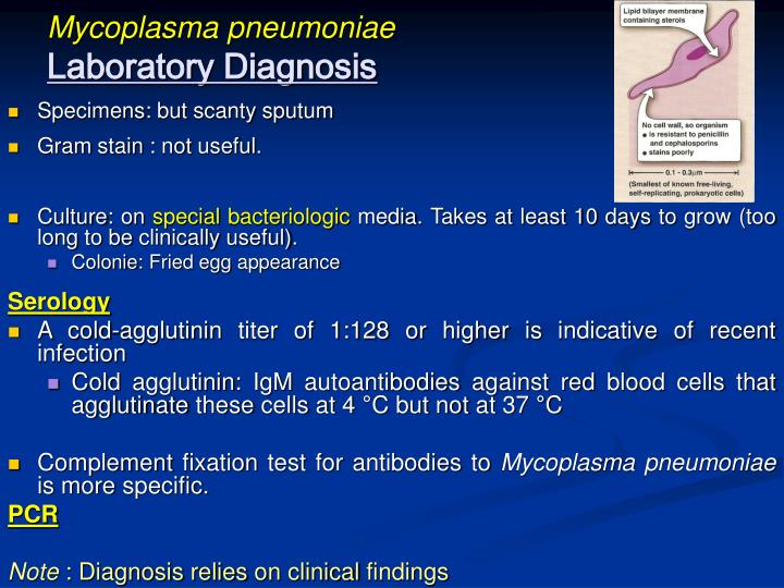 Ppt Mycoplasmas And Actinomycetes Powerpoint Presentation Id 1826819