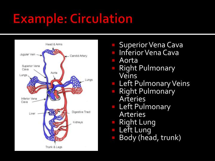 PPT - The Human Heart PowerPoint Presentation - ID:1841860