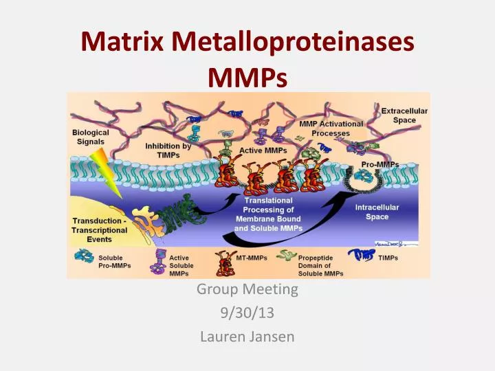 matrix-metalloproteinases-mmps-n.jpg