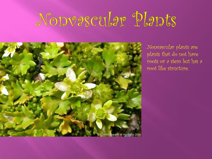 PPT Plants PowerPoint Presentation ID1863034
