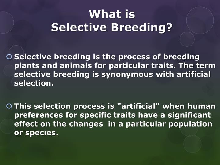 PPT Selective Breeding PowerPoint Presentation ID1863179