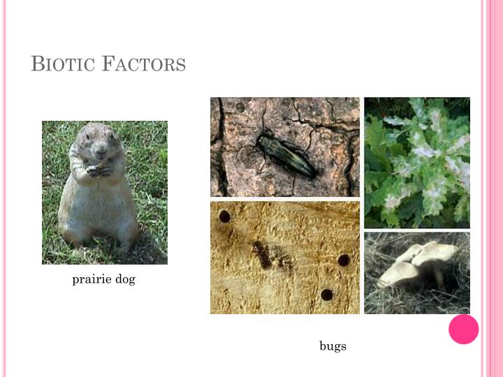 biotic features of a grassland biotic features of a grassland