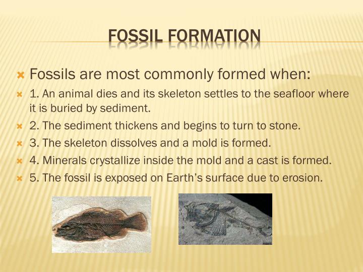 PPT - Processes Of Rock And Fossil Formation PowerPoint Presentation ...