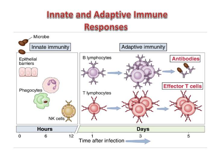 innate immunity