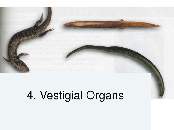 free download vestigial structures