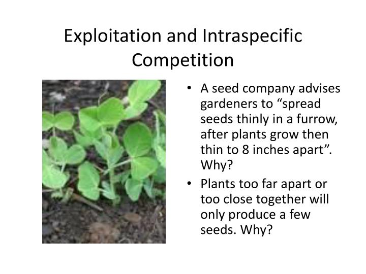 intraspecific competition the response of the Competition experiments interactions between species, predation predation models ecology lecture outline and study guide morehouse college bio 320 72 competition intraspecific competition function of water depth in competition-free transplants shows the response of t angustifolia. intraspecific competition the response of the Competition experiments interactions between species, predation predation models ecology lecture outline and study guide morehouse college bio 320 72 competition intraspecific competition function of water depth in competition-free transplants shows the response of t angustifolia.