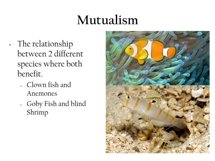 PPT Organisms and Their Relationships PowerPoint Presentation ID