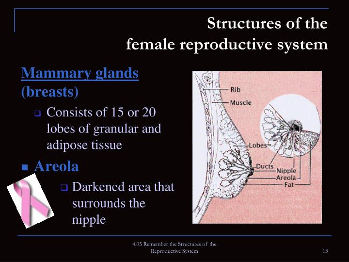 Ppt 405 Remember The Structures Of The Reproductive System Powerpoint Presentation Id1891756 1817