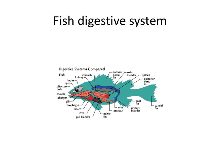PPT - Locomotion of fish PowerPoint Presentation - ID:1893523