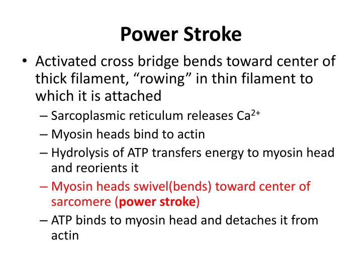 Power Stroke Diagram Muscle Physiology Of Muscle Contraction