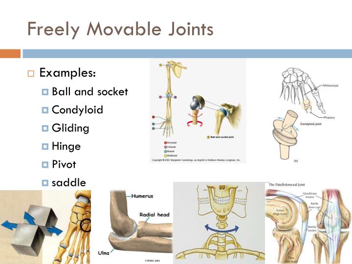 What Types Of Joints Are Freely Movable