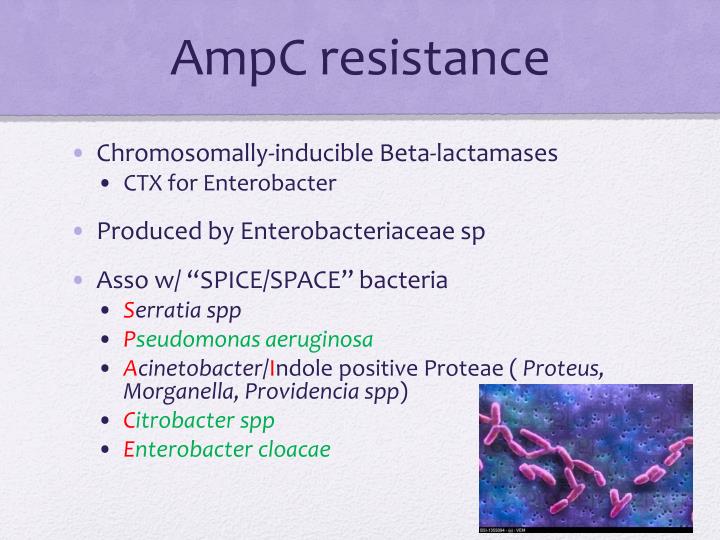 PPT Multidrug Resistant Bacteria PowerPoint Presentation ID1899976