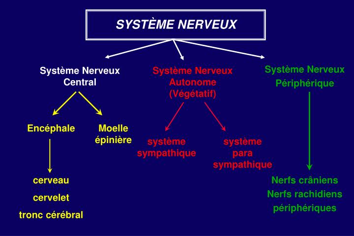 PPT - Le système nerveux PowerPoint Presentation - ID:1901839 PPT - Le système nerveux PowerPoint Presentation - ID:1901839