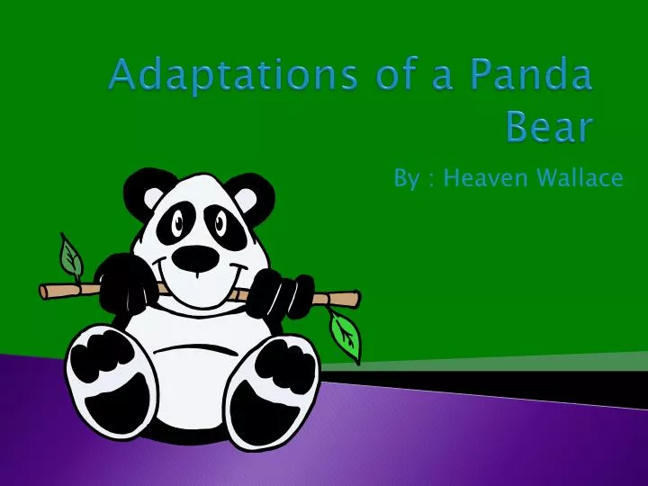 PPT - Adaptations of a Panda Bear PowerPoint Presentation - ID:1929136