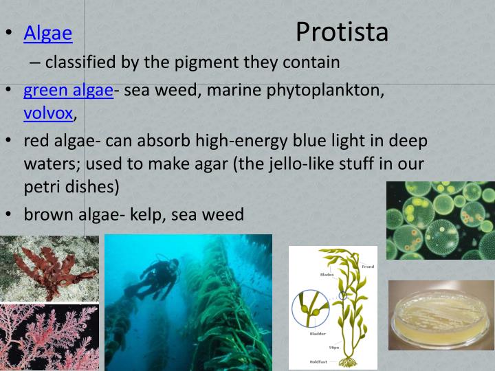 Ppt Kingdom Protista Powerpoint Presentation Id1931698 4421